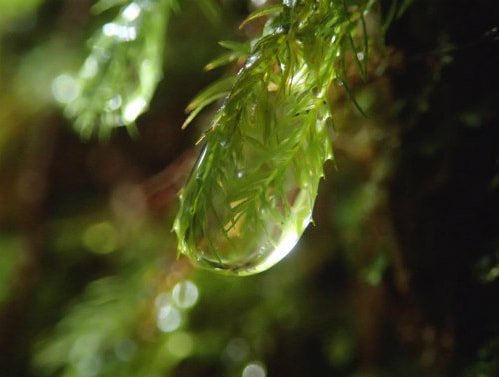 ヤクスギランド4