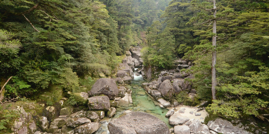 ヤクスギランド