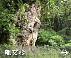 シュノーケリング