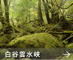 シュノーケリング