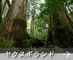 シュノーケリング