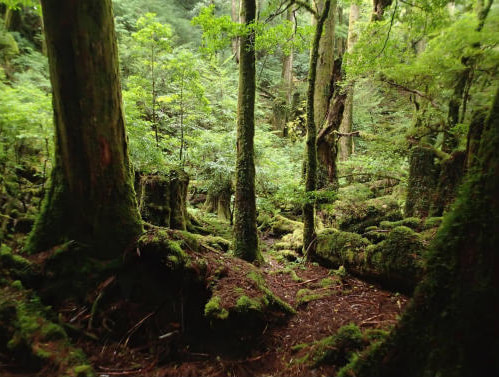 ヤクスギランド3