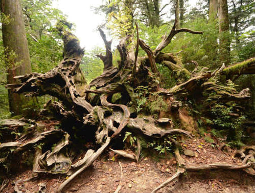 ヤクスギランド5