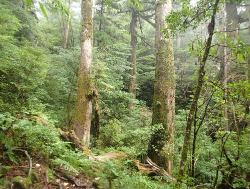 ヤクスギランド6