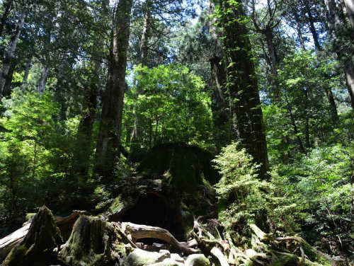 縄文杉6